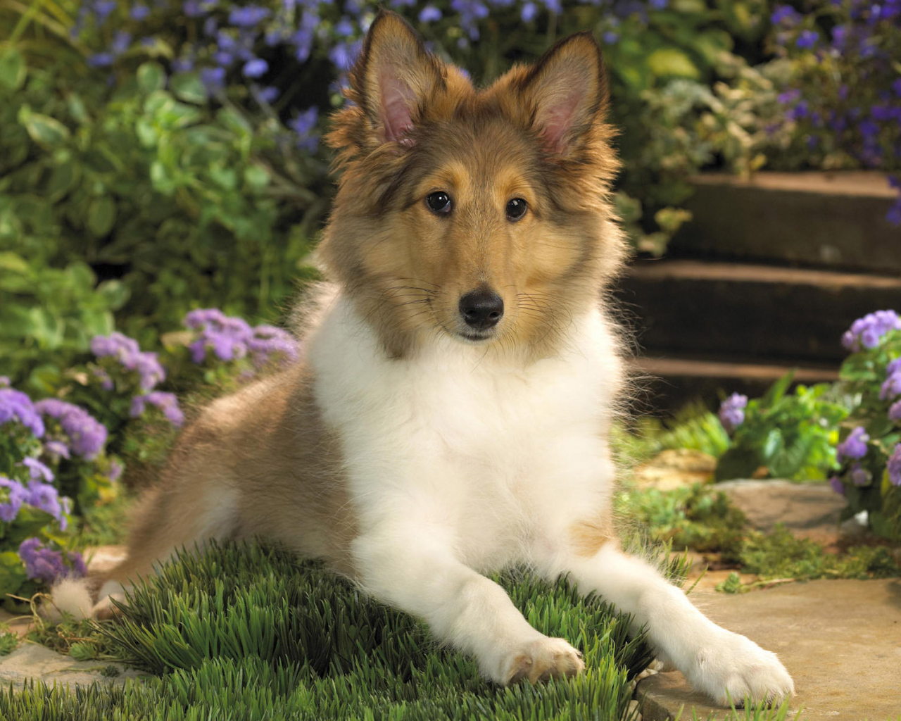 Милашка колли среди цветов