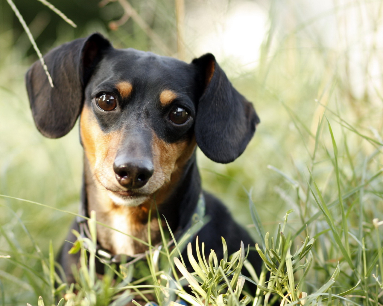 Милашка такса в траве