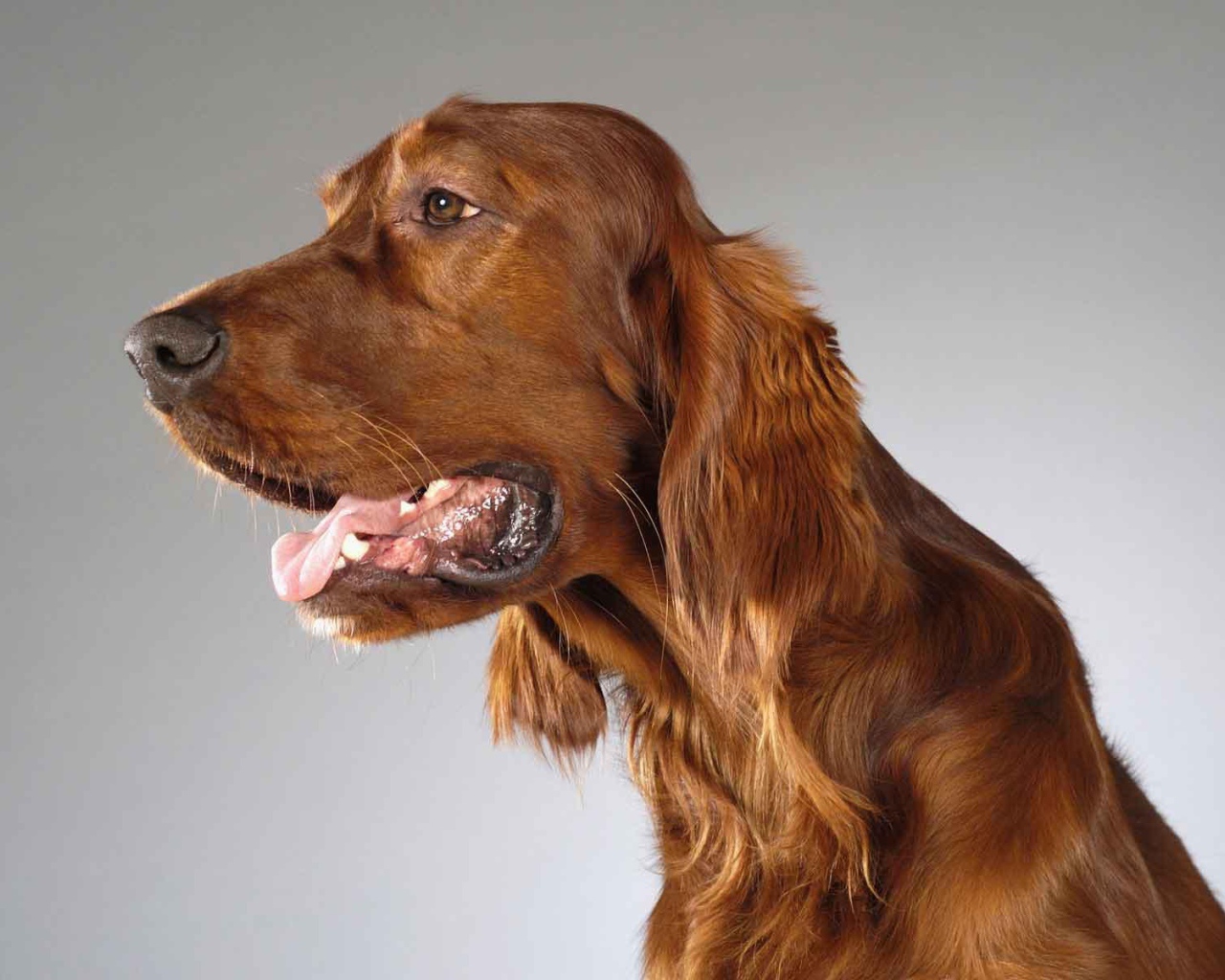 Милашка английский кокер спаниель