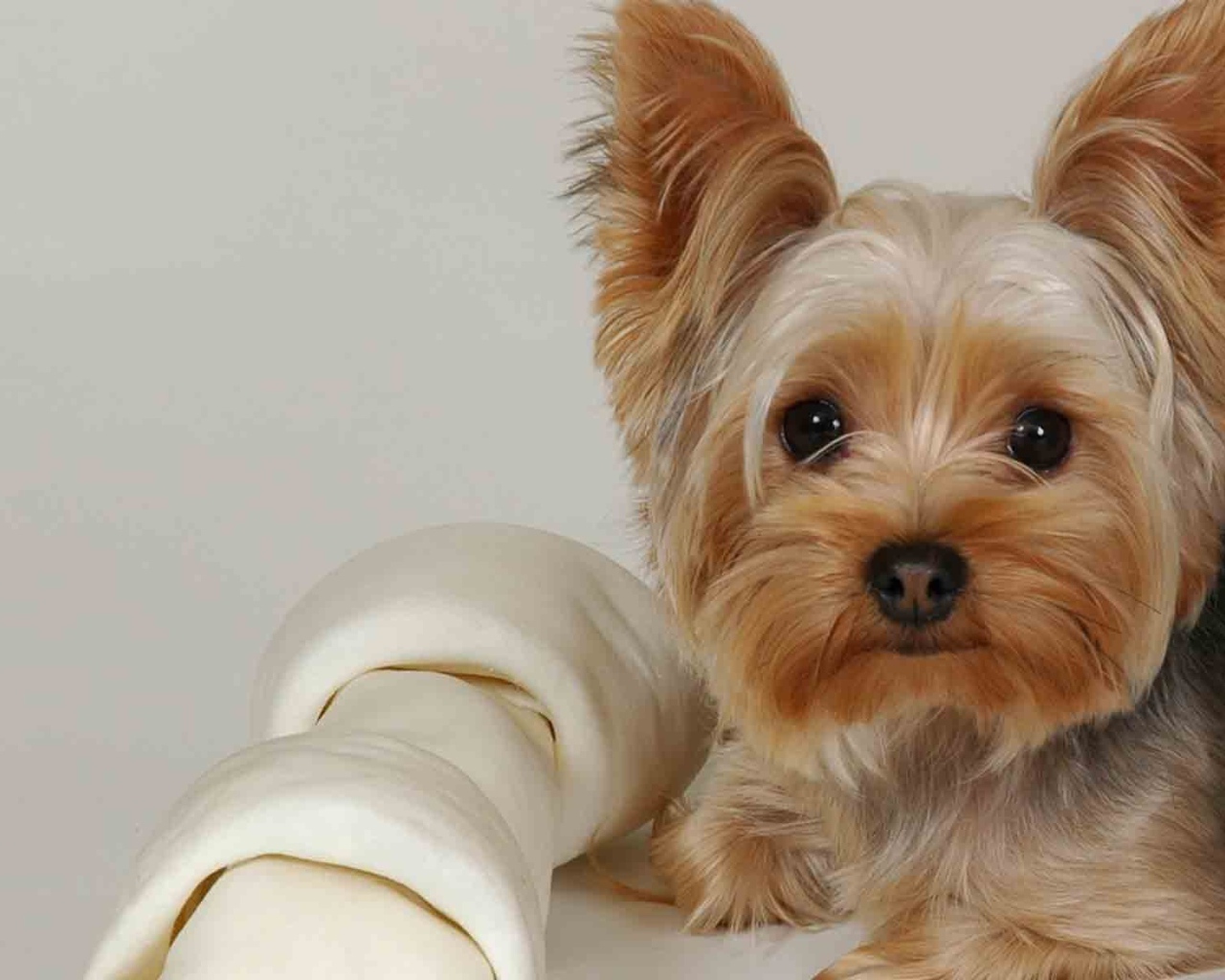 Милашка йоркширский терьер