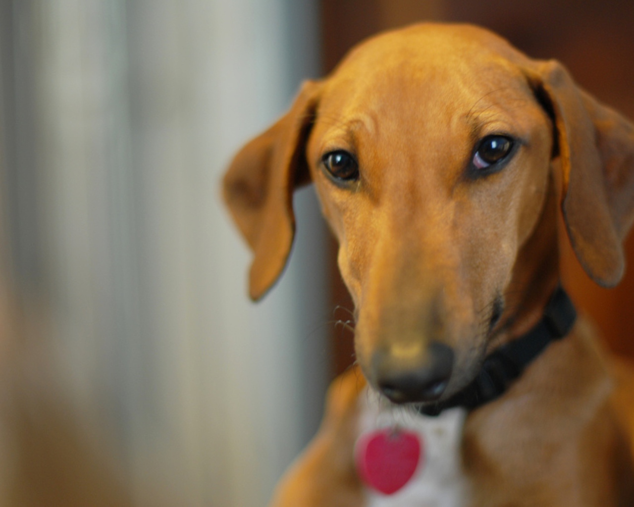 Милашка собака азавак