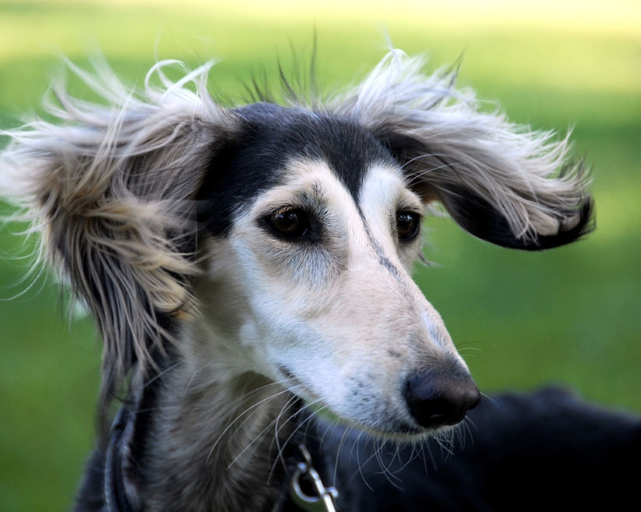 Милашка собака салюки