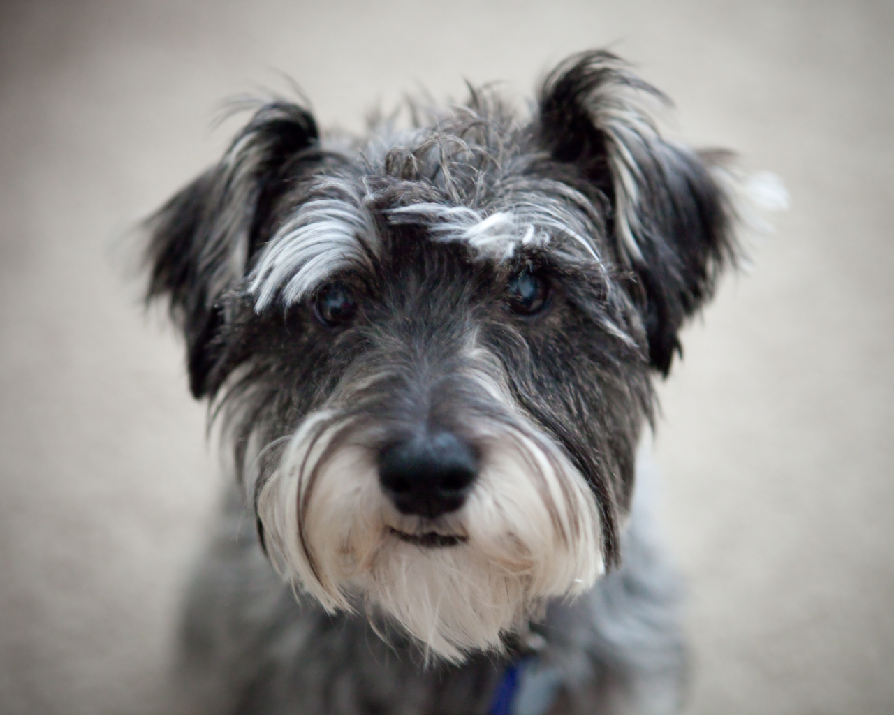 Милашка собака шнауцер