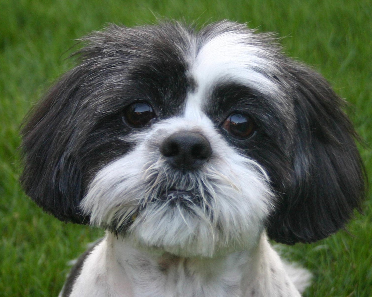 Собака милашка шитцу