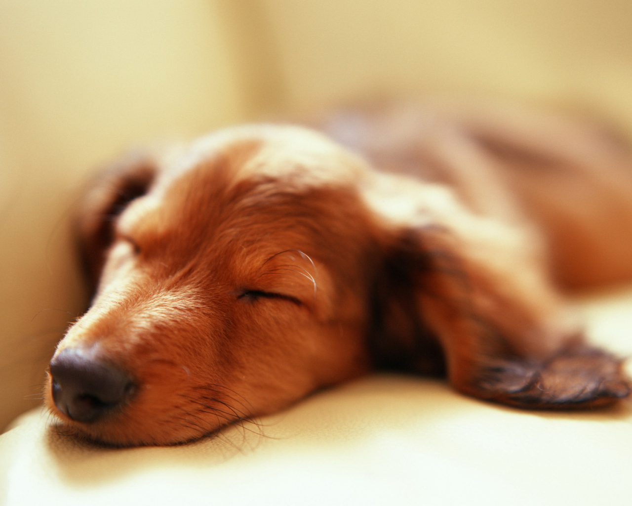 Такса спит после прогулки