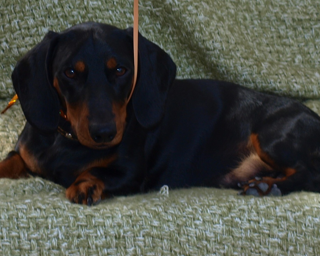 Собака такса на диване