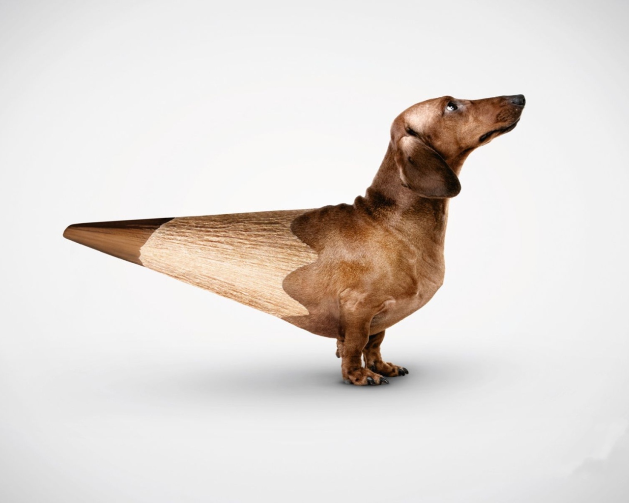 Собака такса карандаш