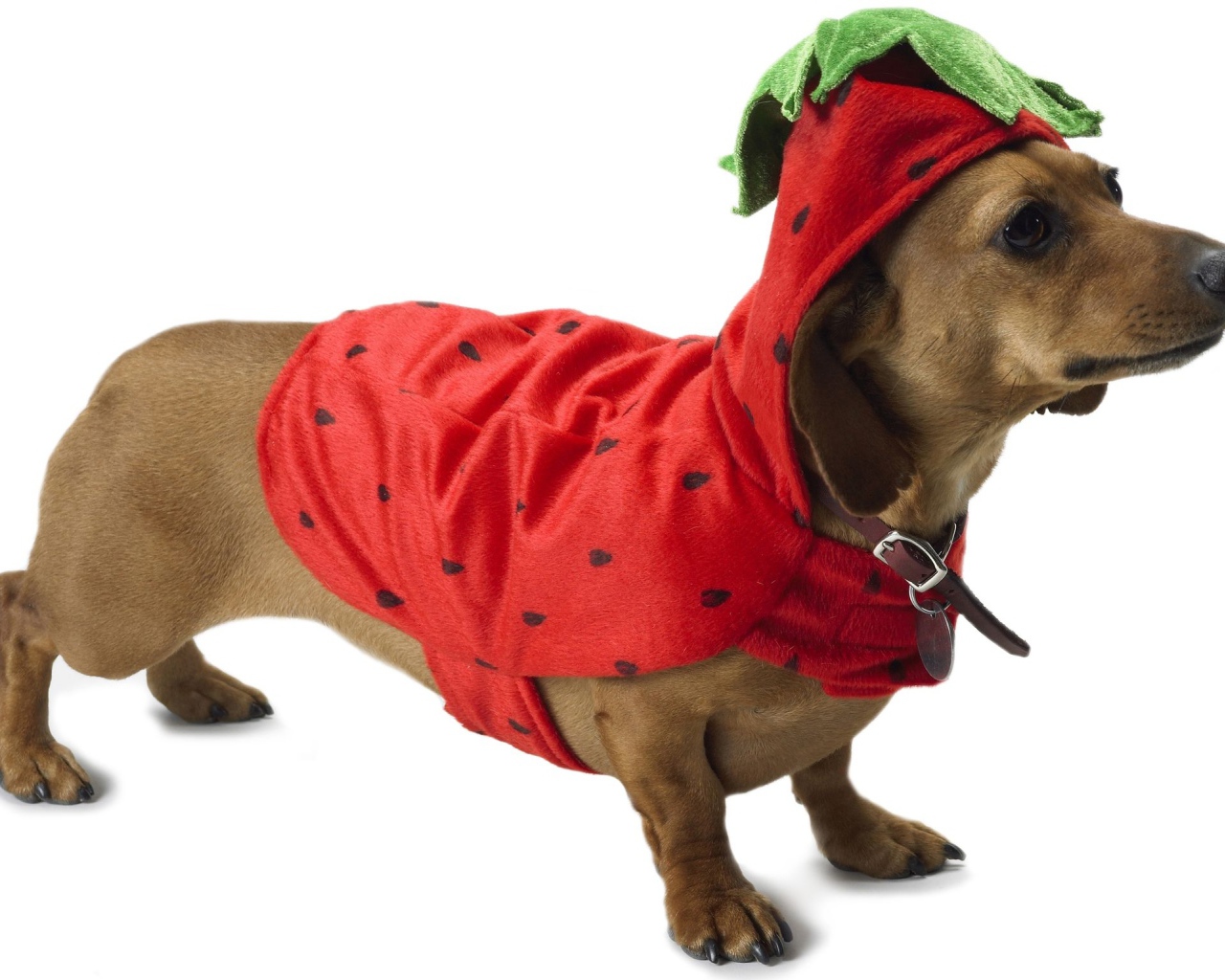 Такса в рождественском наряде