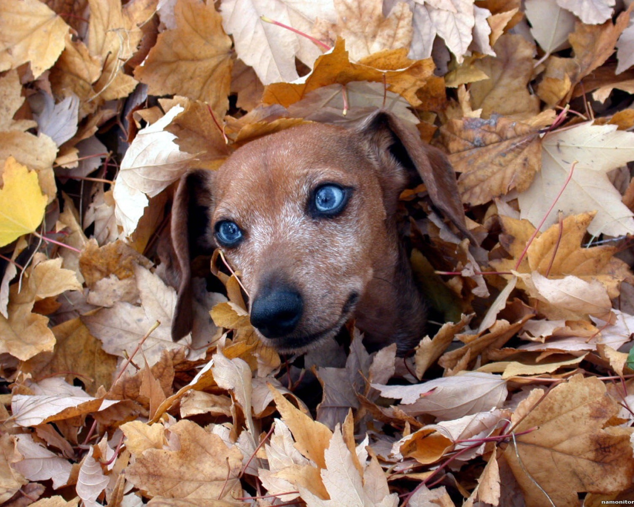 Такса в листве