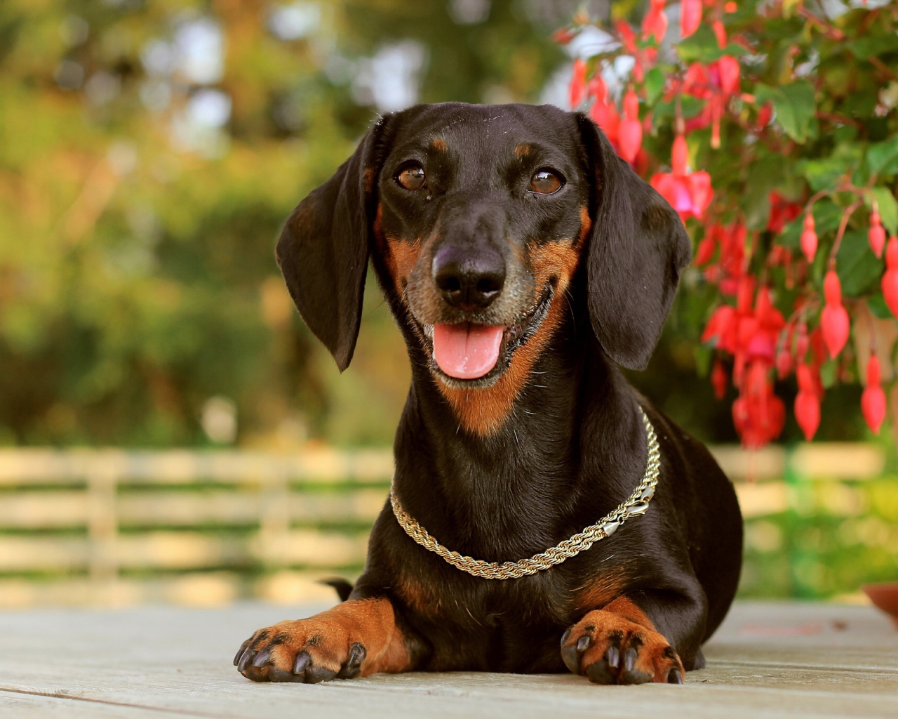 Такса лежит у цветка