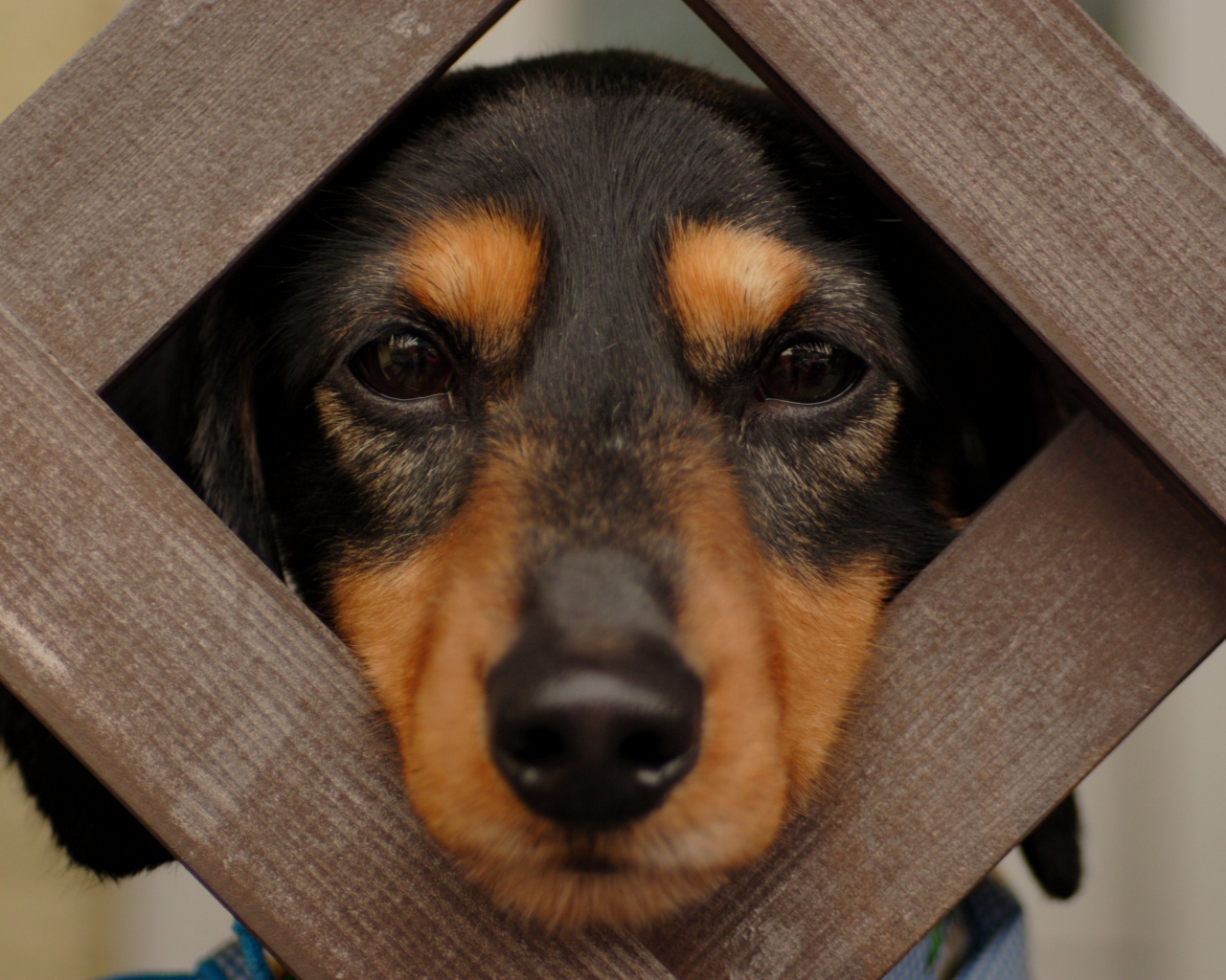 Такса смотрит сквозь прутья