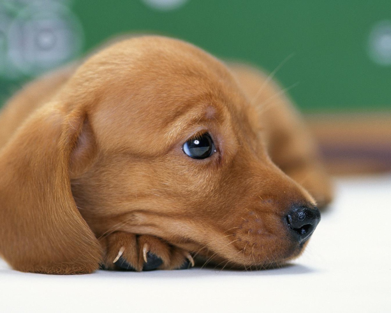 Такса смотрит вдаль