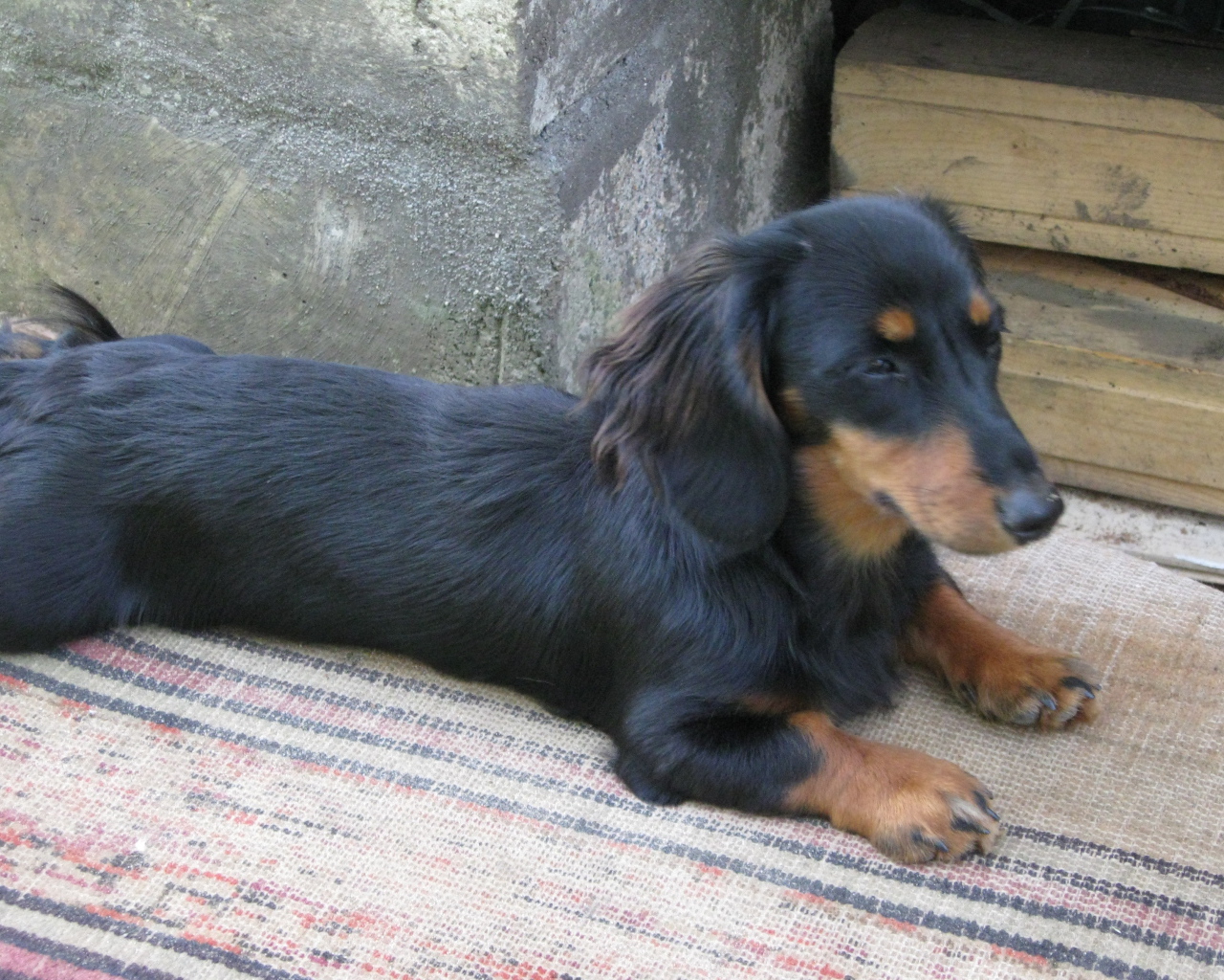 Такса лежит на подстилке