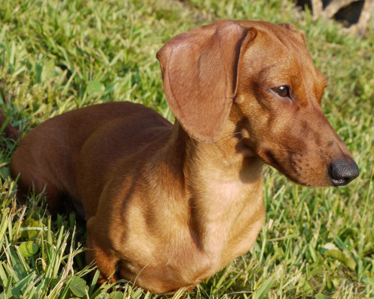 Такса на лугу