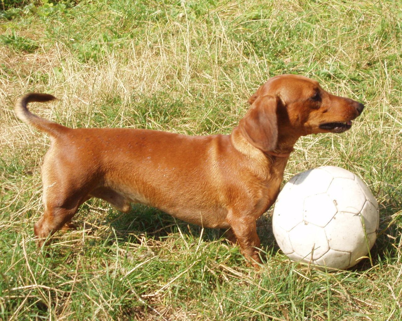 Такса играет в футбол