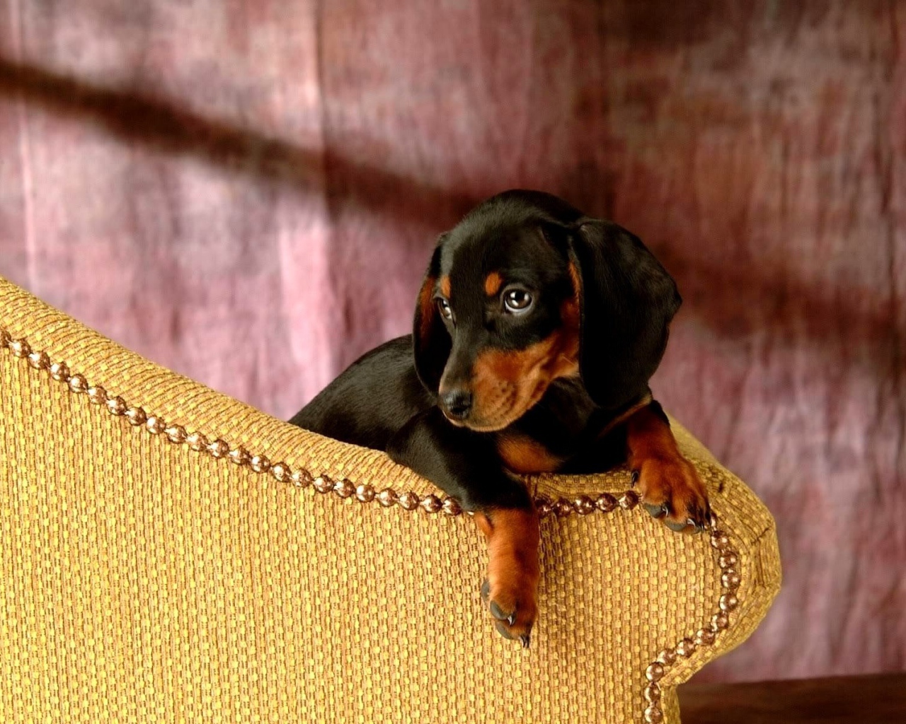 Такса сидит на кресле