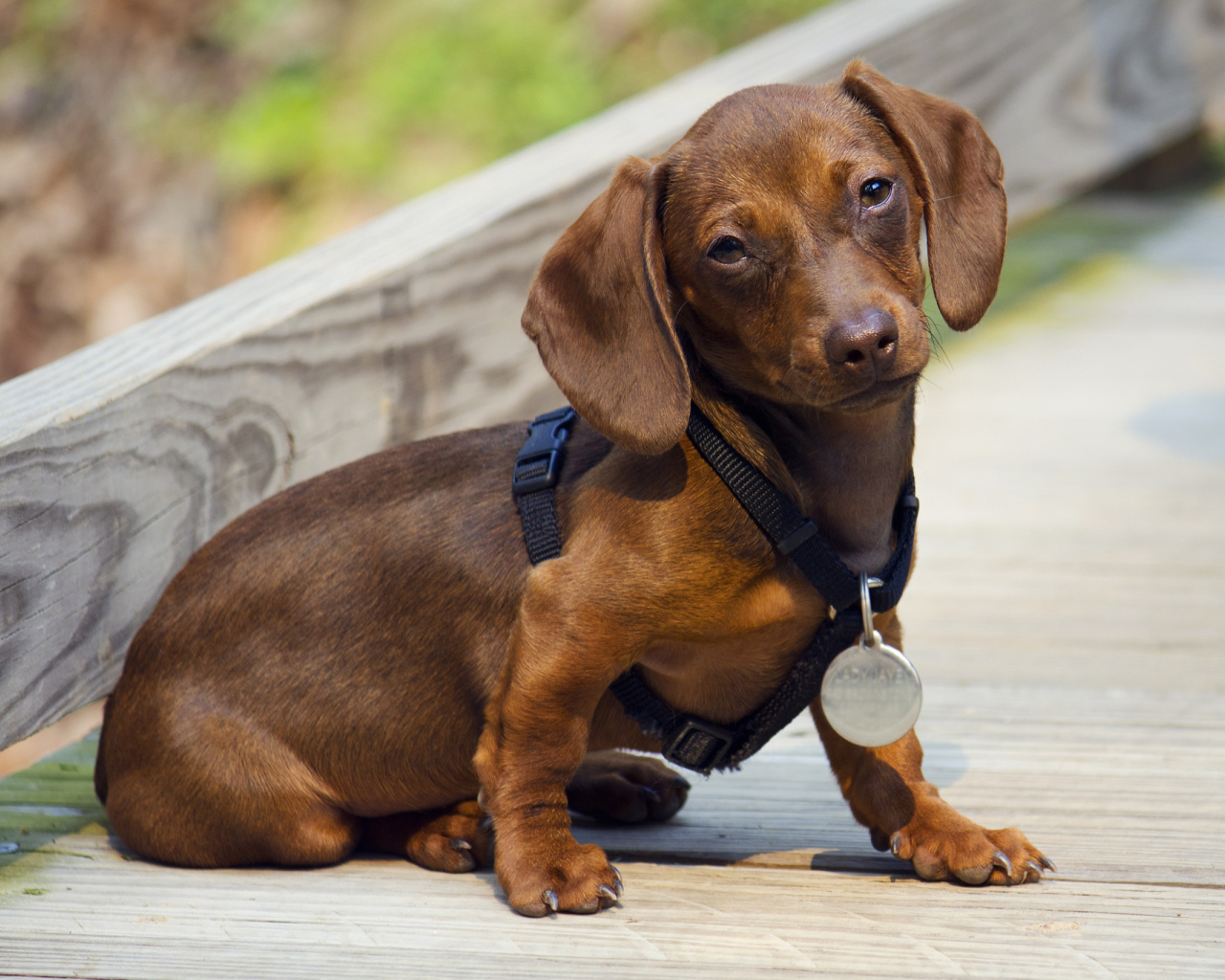 Такса с медалью