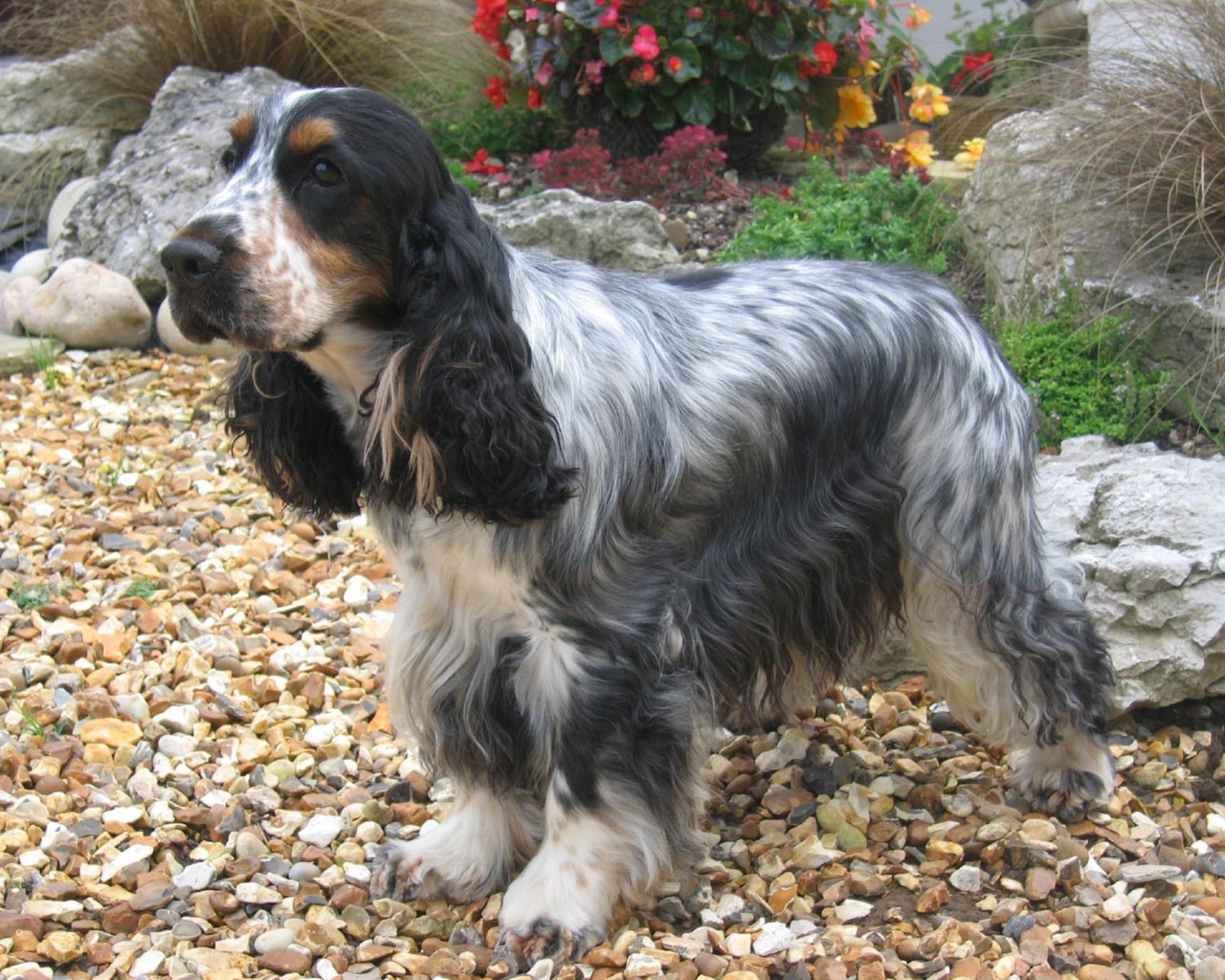 Темный окрас английского кокер спаниеля