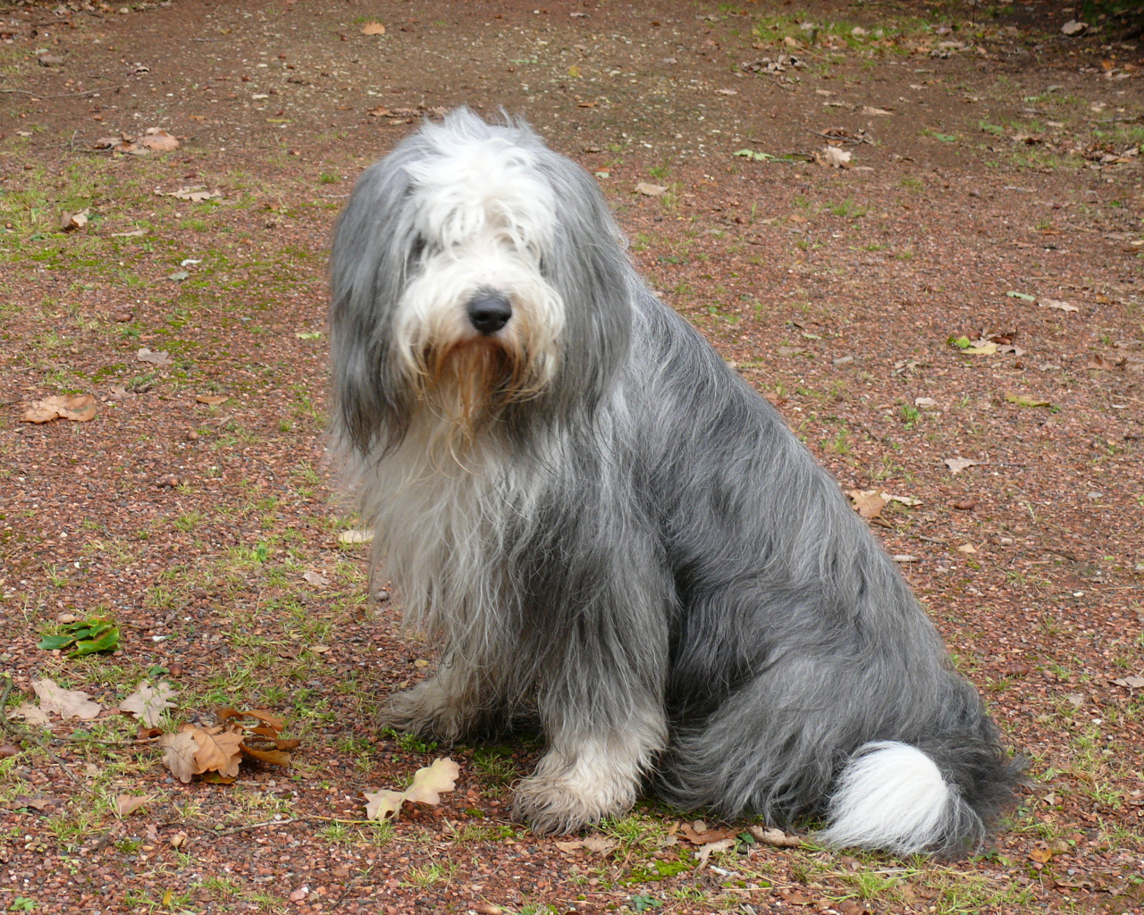 Темный окрас бобтейла