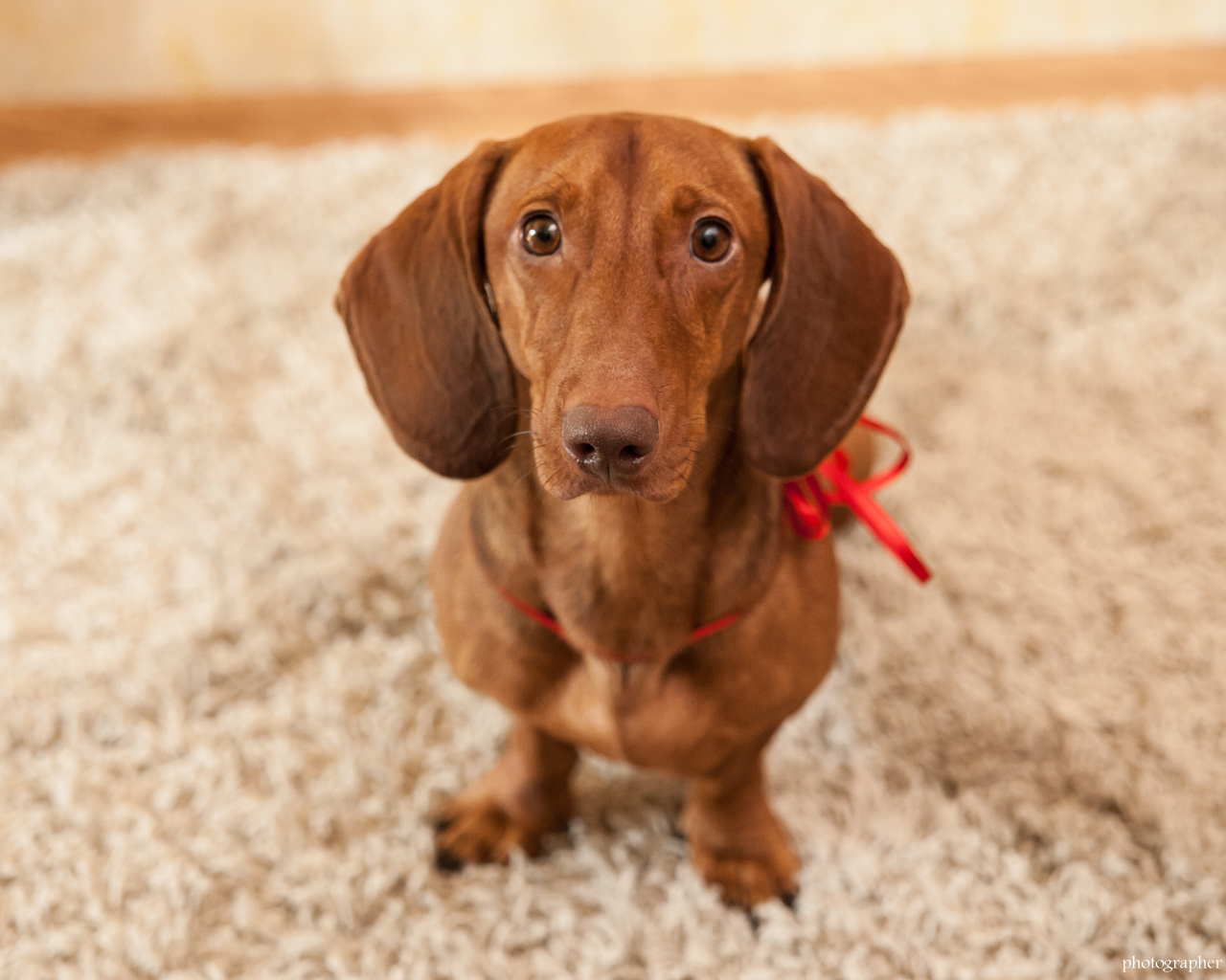 Провинившаяся такса на ковре