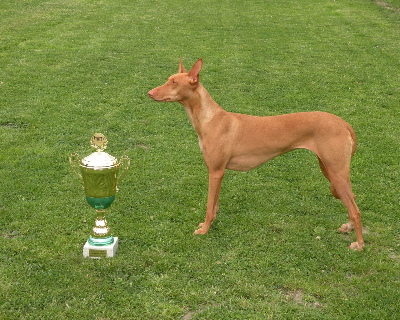 Заслуженная награда фараоновой собаки