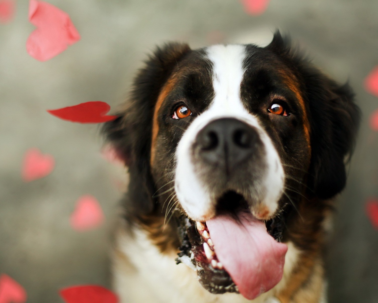 Преданный взгляд собаки