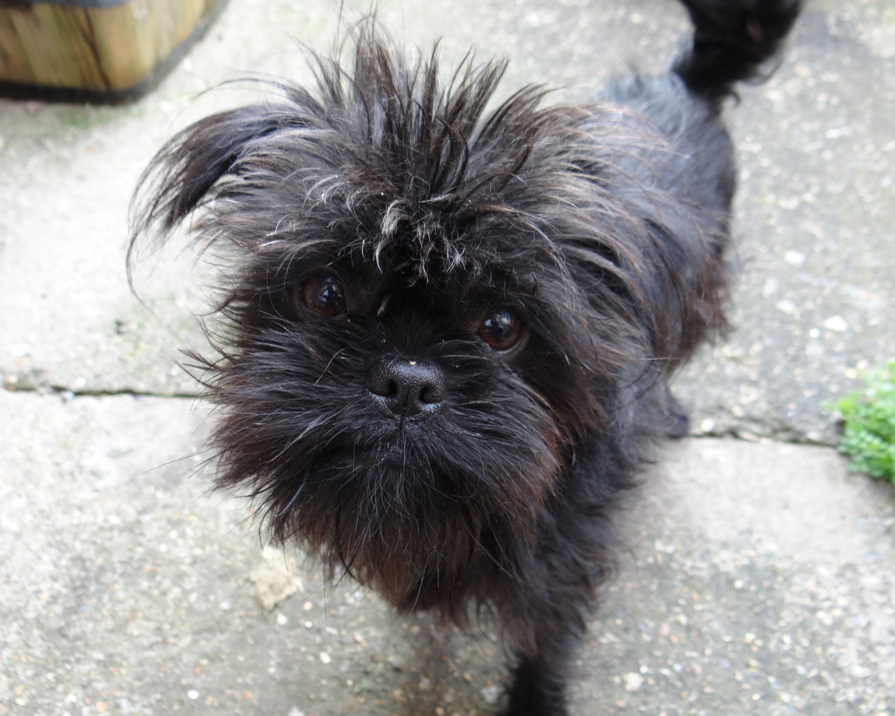 Преданный взгляд аффенпинчера