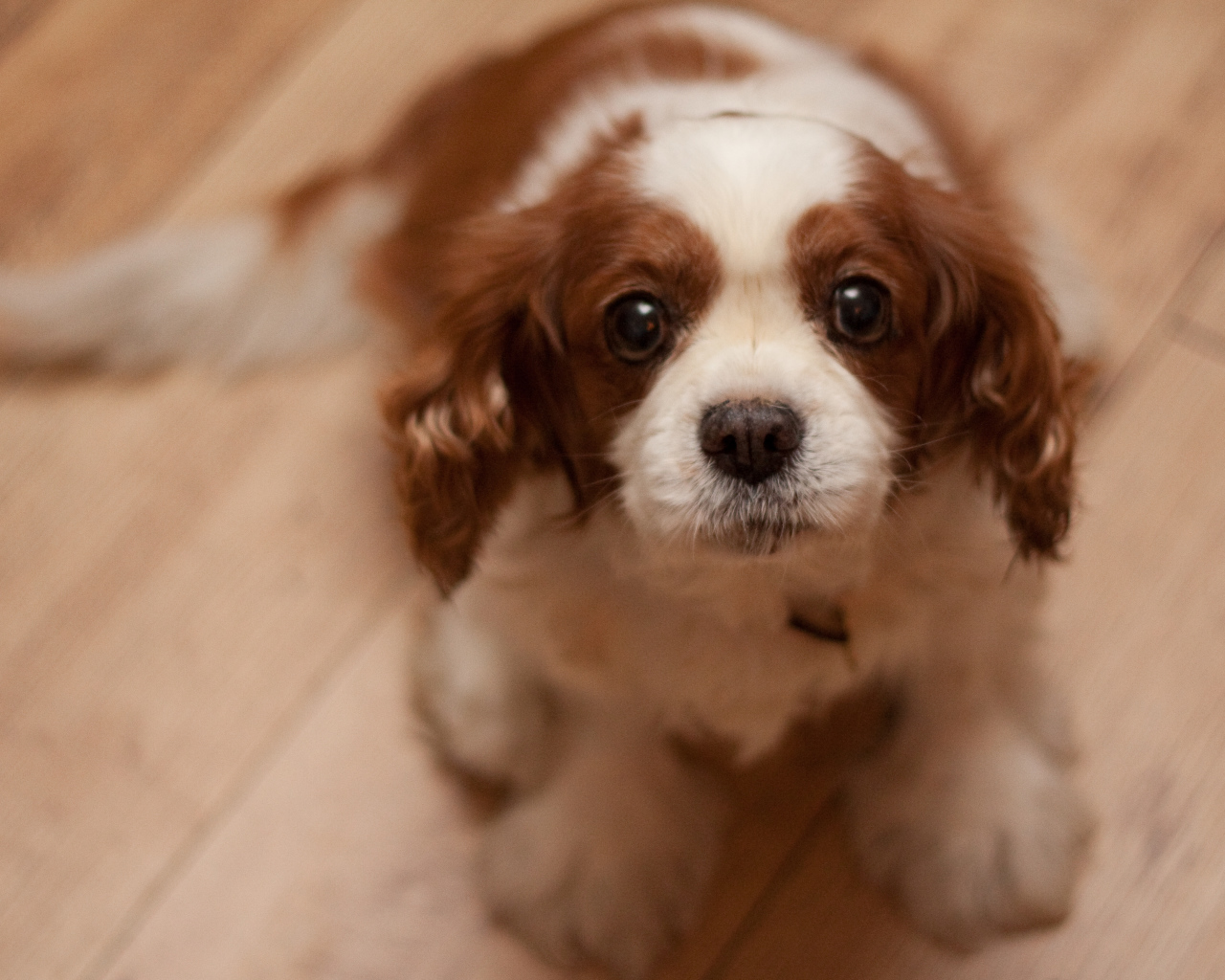 Преданный взгляд кавалер кинг чарльз спаниеля