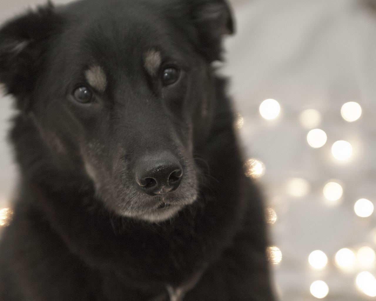 Преданный взгляд собаки чинук