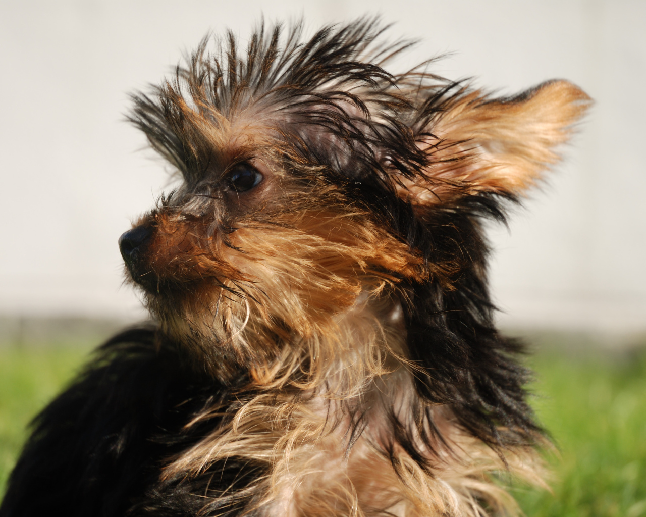 Взлохмаченный йоркширский терьер