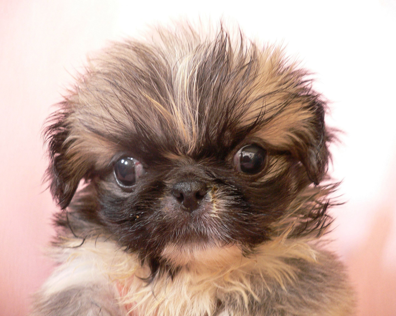 Взлохмаченный малыш пекинес