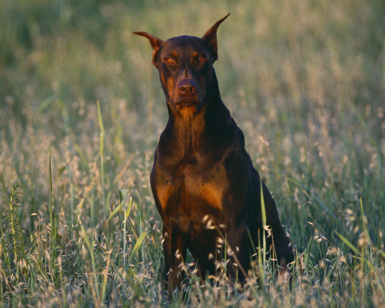 Доберман среди полевой травы
