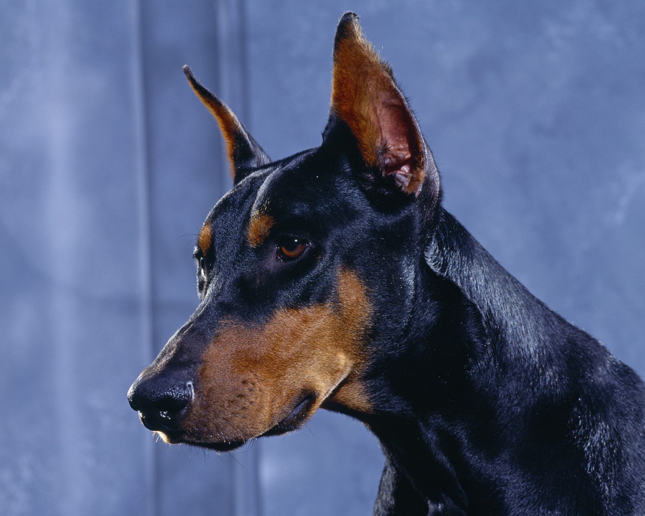 Голова добермана на синем фоне
