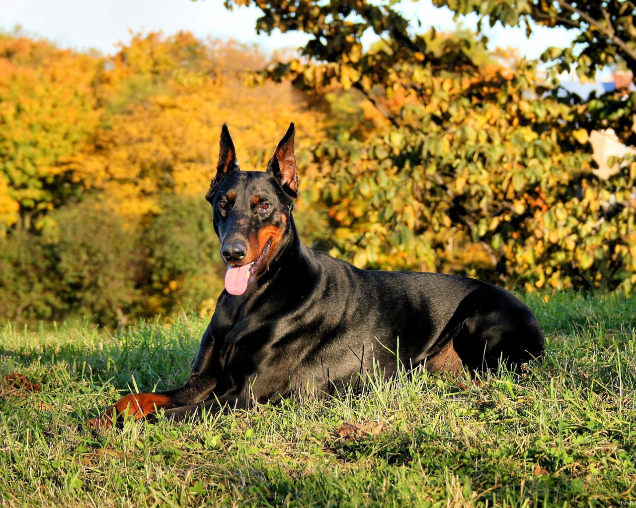 Доберман в лесу