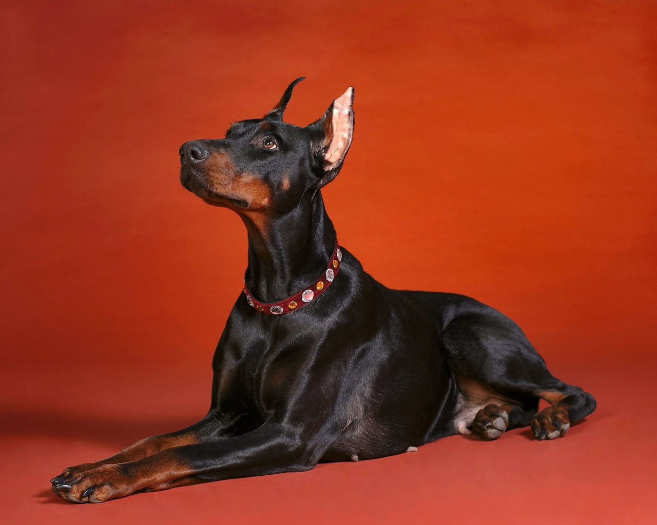 Доберман смотрит вверх