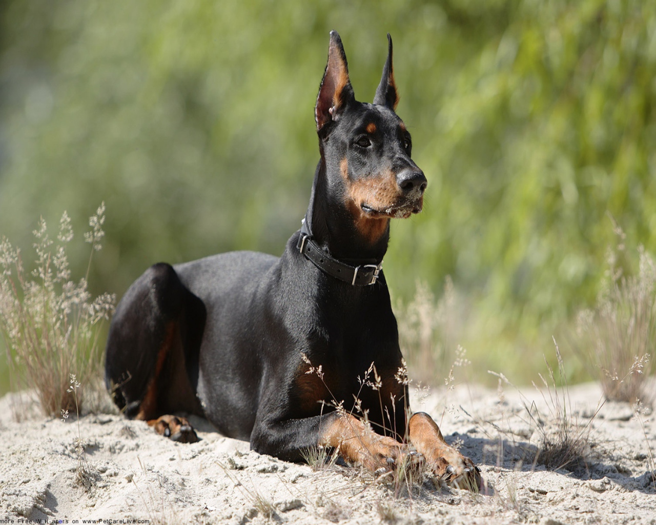 Доберман лежит на песке