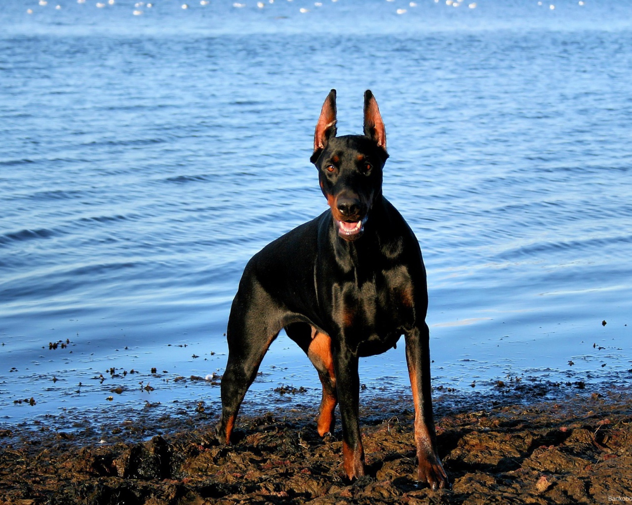 Доберман у воды