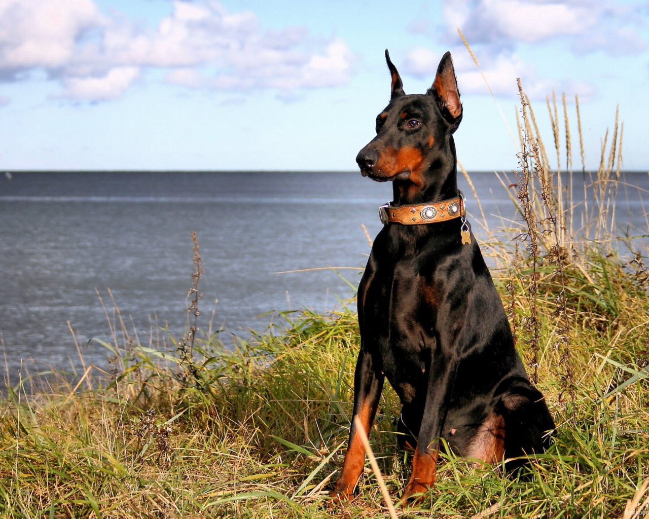 Доберман на берегу моря