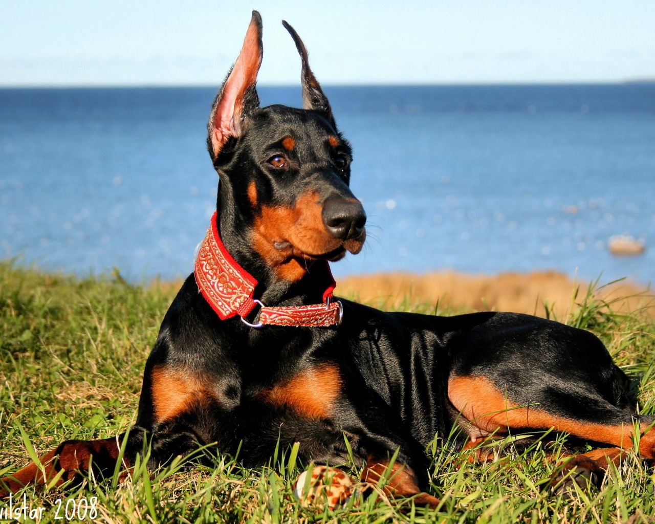 Доберман на побережье