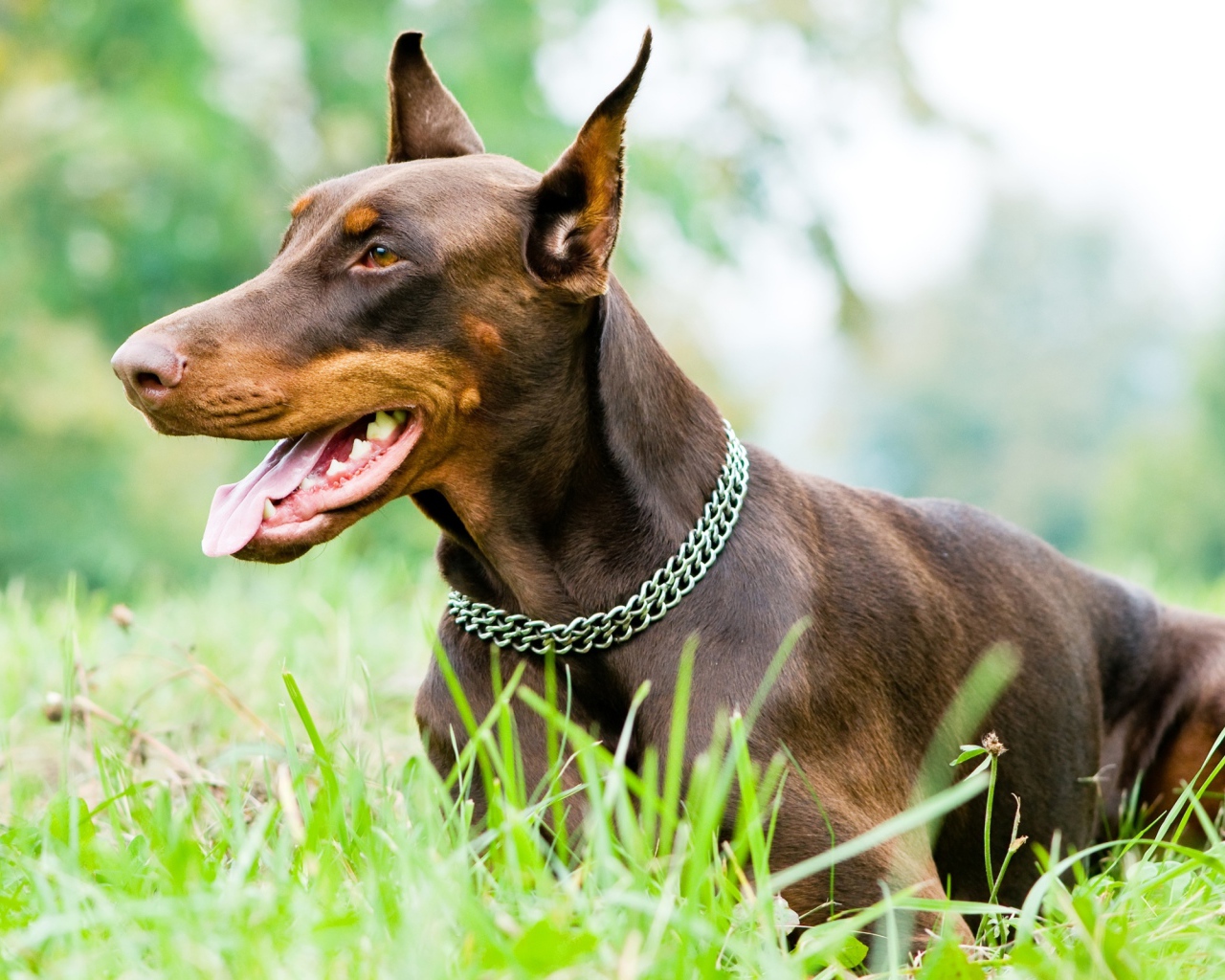 Доберман на газоне