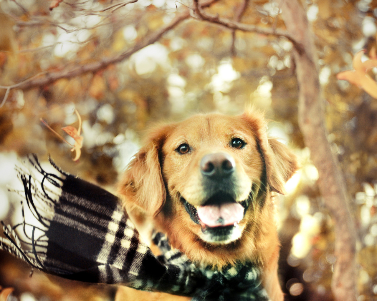 Собака золотистый ретривер