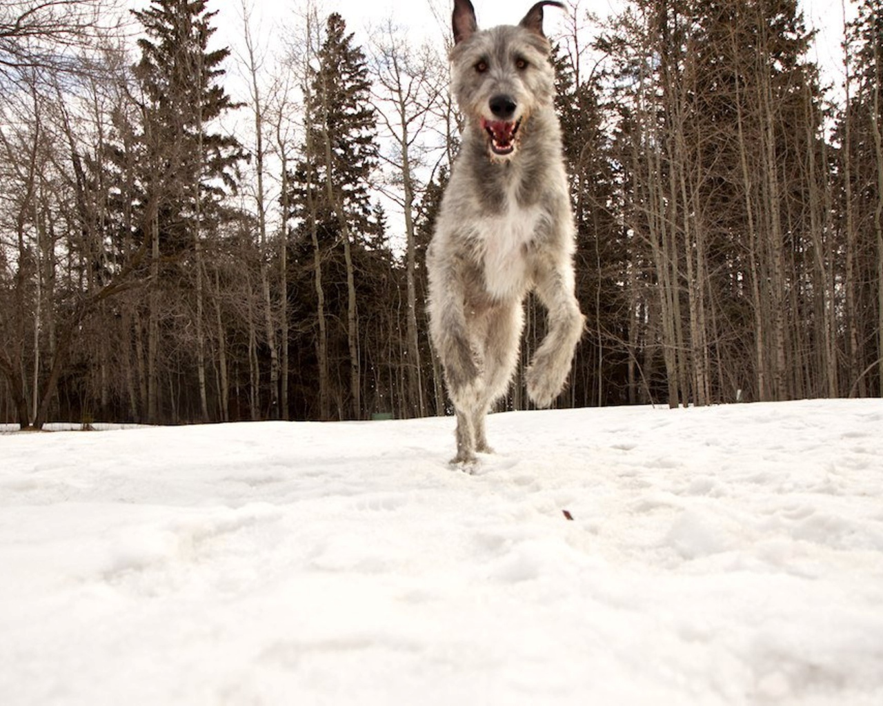 Собака ирландский волкодав в лесу