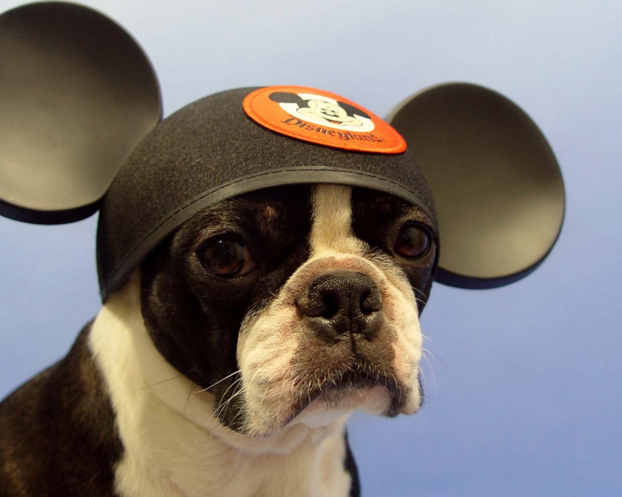 Собака Микки Маус