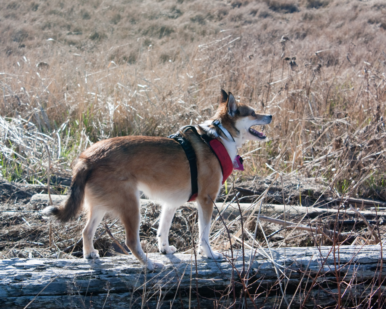 Собака норвежский лундехунд