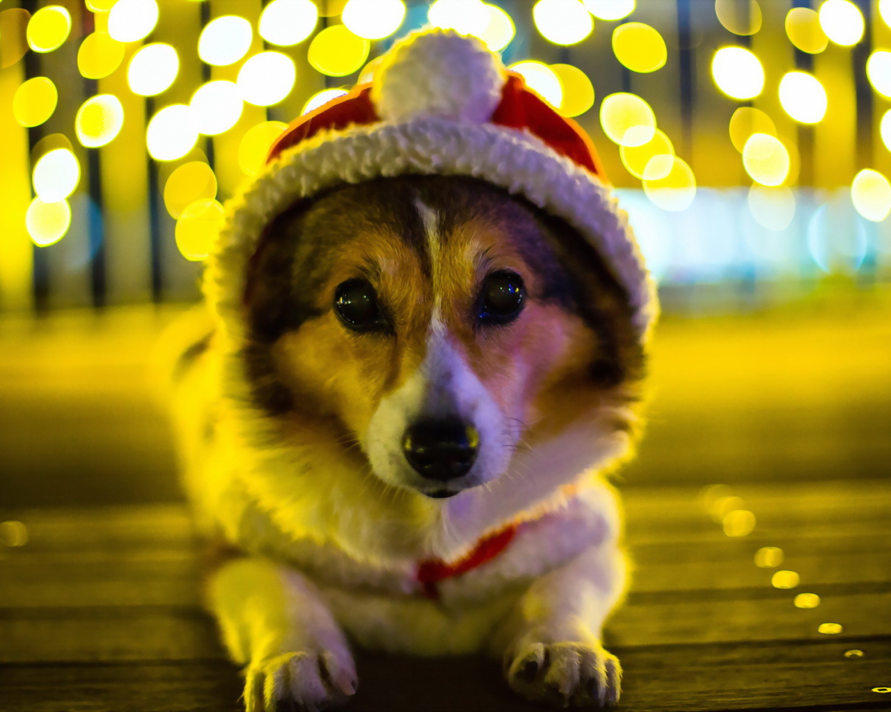 Собака Санта клаус