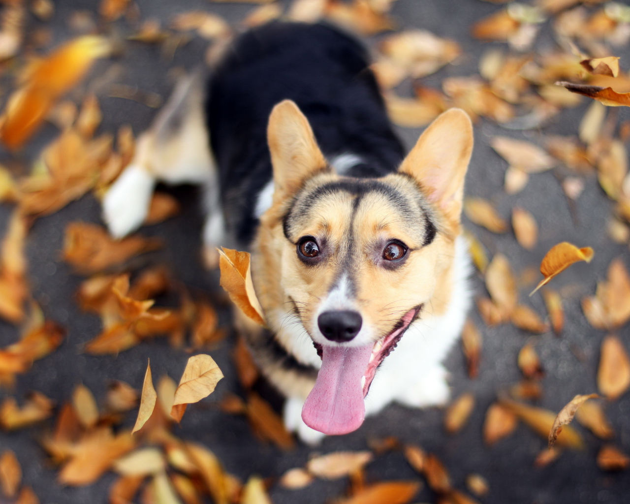 Собака и осенние листья