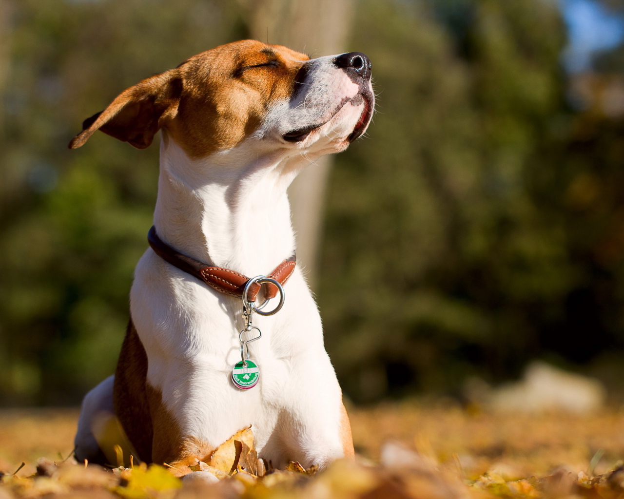 Собака греется на солнце
