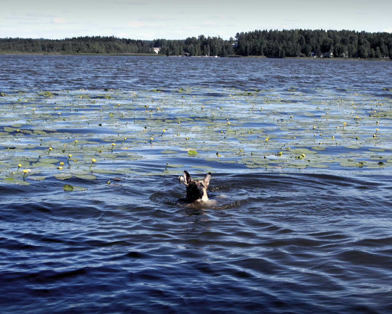 Собака плывет по озеру