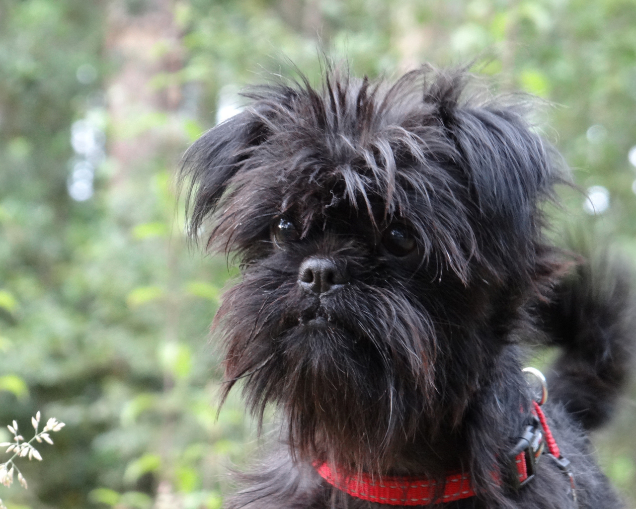 Собака породы аффенпинчер