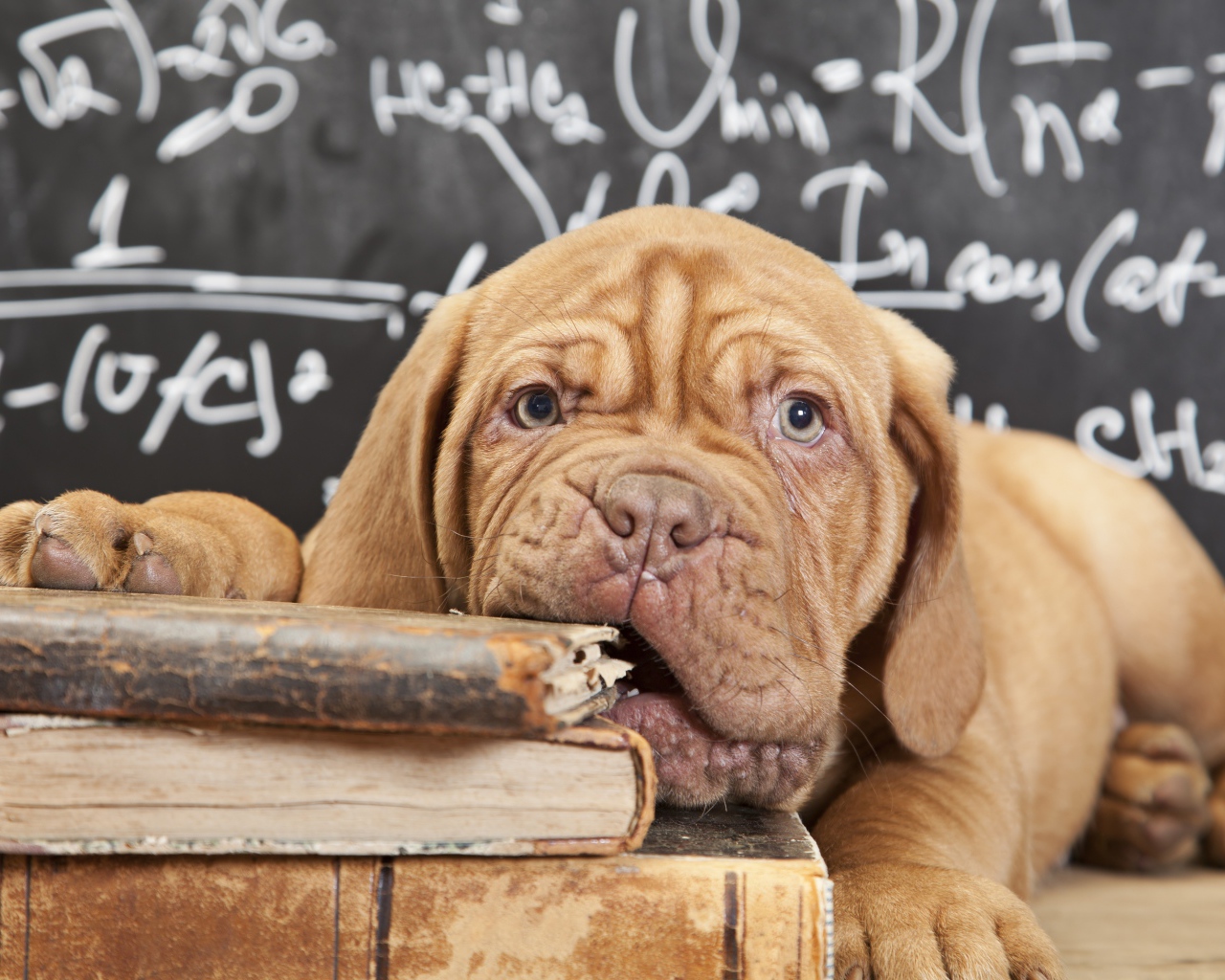 Собака грызет книги